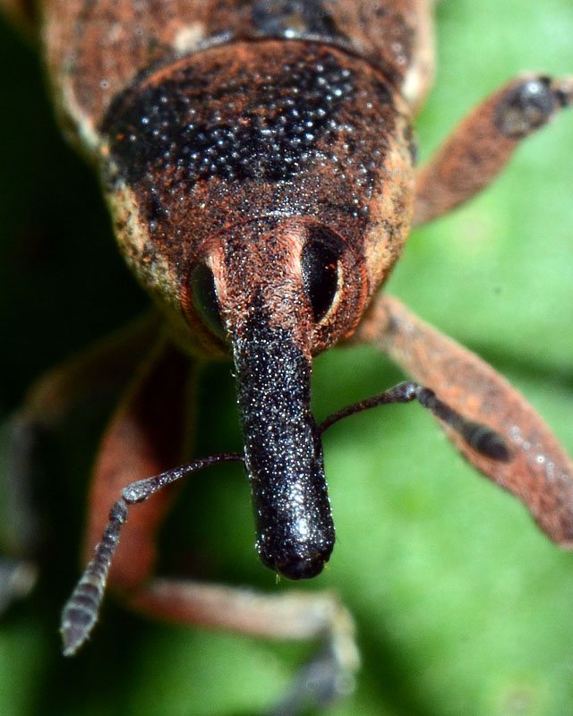 Larinus? - No. Lixus punctiventris - Curculionidae